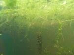 baby axolotls  in pond tank 062.JPG