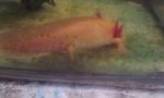 axolotl red.jpg