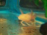 gill damage better phote.jpg