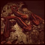 ImageUploadedByTapatalk1355153087.455887.jpg ImageUploadedByTapatalk1355153087.455887.jpg