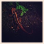 ImageUploadedByTapatalk1355153107.991192.jpg ImageUploadedByTapatalk1355153107.991192.jpg