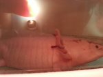 uploadfromtaptalk1355866772505.jpg
