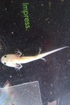 lotl top.jpg