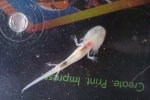 lotl bottom.jpg