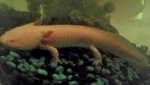 Axolotl 2.jpg