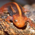 ImageUploadedByTapatalk1357924933.124886.jpg ImageUploadedByTapatalk1357924933.124886.jpg