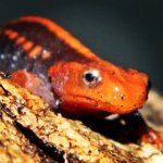 ImageUploadedByTapatalk1357924942.592897.jpg ImageUploadedByTapatalk1357924942.592897.jpg