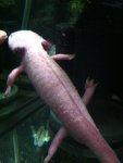 ImageUploadedByTapatalk1358209792.933032.jpg