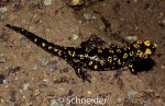 Salamandra i. semenovi.jpg