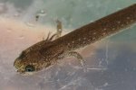 Carl Brune P. montanus hatchling Ohio.jpg