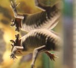 gills.jpg