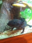 newt_edited-1.jpg