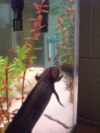Axolotl black, 2007-2008.jpg