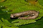 Bolitoglossa_chica_TInalandia, Pichincha,Ecuador_Name.jpg