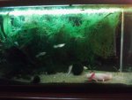 axolotl tank.jpg