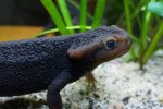 130222_newts_001.jpg