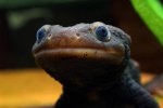 130222_newts_015.jpg