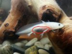 xoli_white_spots2.jpg