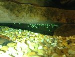 mudpuppies eggs 181.jpg