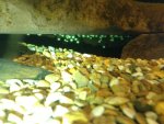 mudpuppies eggs 183.jpg