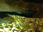 mudpuppies eggs 185.jpg