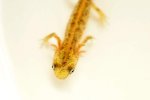 130313_newts_001.jpg