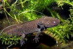 brown-axolotl.jpg
