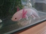 axolotl.jpg