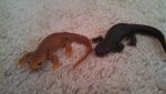 Taricha torosa and Taricha granulosa.jpg