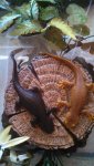 Taricha granulosa and Taricha torosa.jpg