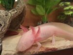 Axolotl 1.jpg