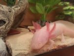 Axolotl 2.jpg