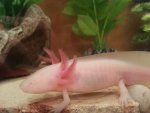 Axolotl 3.jpg