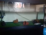 DSC00068.jpg