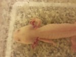Axolotl.jpg