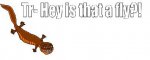 tr- hay is that a fly.jpg