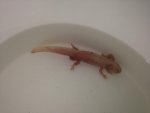 axolotl.jpg