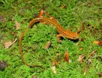 long tailed salamander 1.jpg