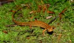 long tailed salamander 3.jpg long tailed salamander 3.jpg