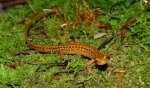 long tailed salamander 3.jpg