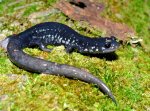 slimy salamander 1.jpg