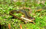 two lined salamander 2.jpg