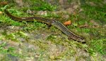 two lined salamander 3.jpg