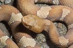 copperhead2.jpg