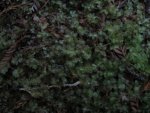 LiverwortL.JPG