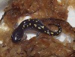 A. maculatum metamorph 20130603_64.jpg