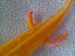 IMG_20130707_1551151072758681.jpg