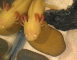 IMAG5574-1.jpg