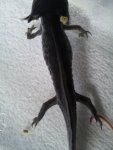 Smudge body.jpg
