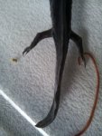 Smudge tail.jpg